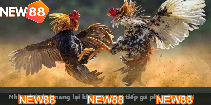 Nhiều lợi thế mang lại khi xem trực tiếp gà phi tại New88